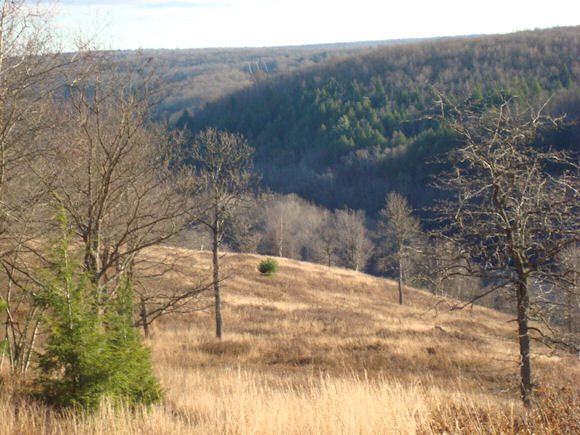 Meadows and Views